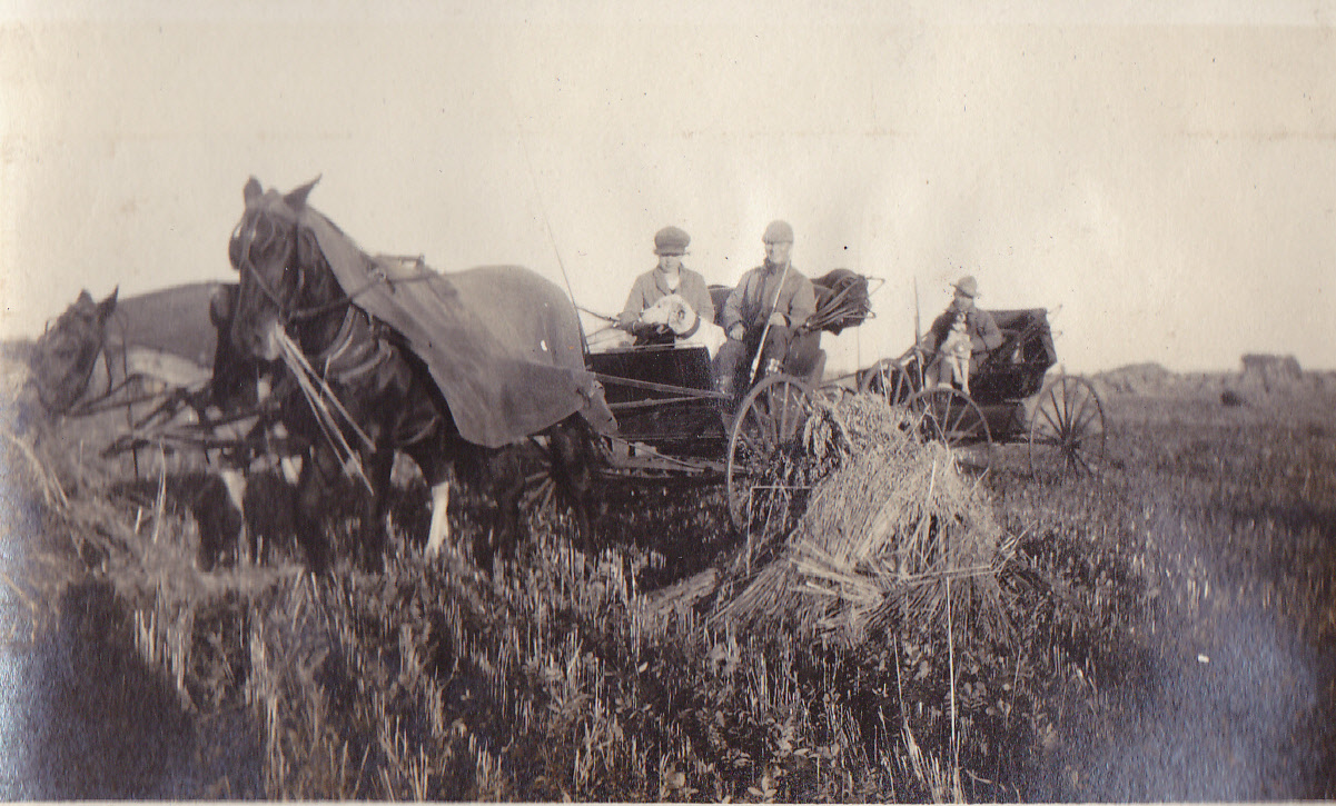Harveting Early 1900's