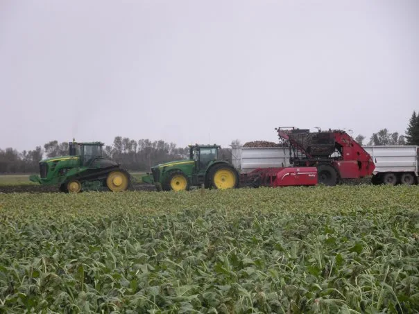 Sugar Beet Harvest